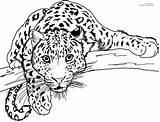 Jaguar Coloring Pages Getdrawings Colorings sketch template