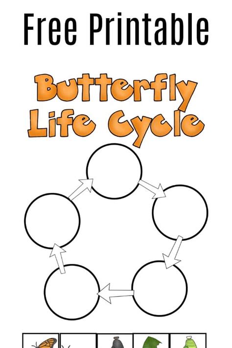 life cycle   butterfly activity sheet anonimamentemivida