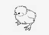 Printable Dieren Poussin Chickens Kuikentje Tekeningen Vogels Bestcoloringpagesforkids Colorier sketch template