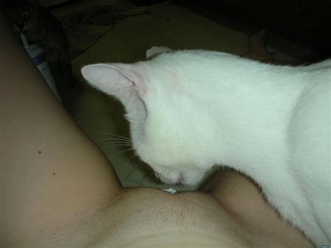 cat lick my vagina sex archive
