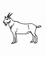 Goat Drawing Coloring Pages Luna Color Cute Getdrawings Clipartbest Colorluna sketch template