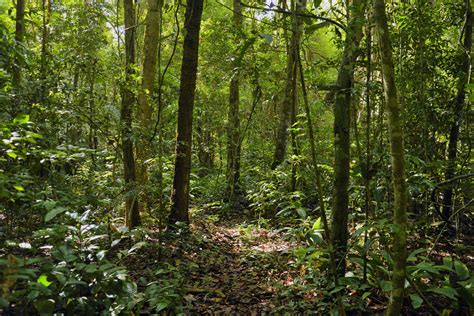 tropical forest regeneration offsets   carbon emissions