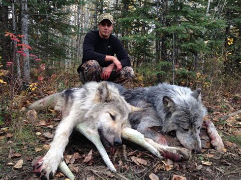 Wolf Hunting Gallery Wild Kakwa Outfitters