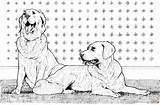 Kleurplaat Kleurplaten Retrievers Retriever Hond Honden Twee Supercoloring Retreivers Afkomstig sketch template