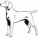 Weimaraner Silhouette Vector Getdrawings Stickers Result Comp Contents Similar Search sketch template