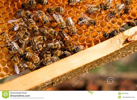 bijen binnen een bijenkorf met de bijenkoningin  het midden stock foto image  nave