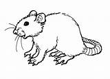 Rat Coloring Pages Outline Printable Kids Drawing Rats Getdrawings Bestcoloringpagesforkids sketch template