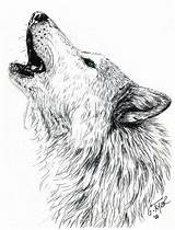 Wolf Howling Drawing Head Moon Tattoo Coloring Pages Artwanted Gayle Taylor Drawings Animal Sketches Wolfs Realistic Draw Tattoos Printable Color sketch template
