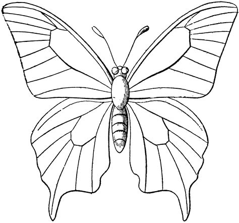 butterfly outline clipart