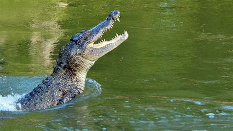 drones snap crocodiles   swimmers safe  queensland australia