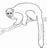 Woolly Monkeys Mammals sketch template