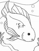 Fish Coloring Parrot Color Pages Printable Ferret Drawing Freshwater Betta Sheet Bluegill Bowl Footed Getcolorings Goldfish Template Kids Getdrawings Colour sketch template