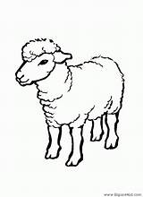 Mouton Coloriages Sheep sketch template