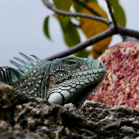 curacao leguaan westpunt iguana reptiles lizard