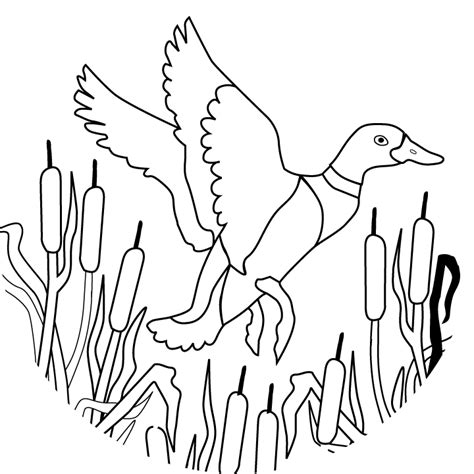 mallard duck coloring pages printable coloring pages