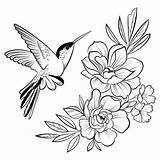 Hummingbird Birds Colibri Freepik Linear Hibiscus Tracing Stylized Trace sketch template