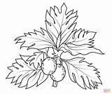 Breadfruit Coloring Pages Drawing Fruit Fruits Blackberry Printable Kids Color Cranberry Getdrawings Plant Getcolorings Print Supercoloring Categories sketch template