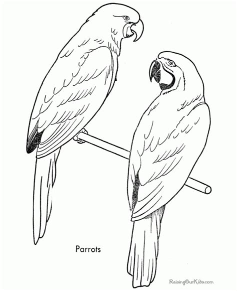 bird coloring pages animal printables  kids