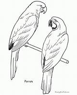 Coloring Bird Parrots Parrot Printable Animal Sheet Drawing Budgie Birds Galah Sheets Printables Simple Realistic Drawings Colouring Bestcoloringpagesforkids Pet Children sketch template