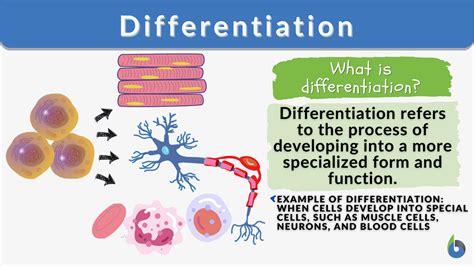 differentiation definition  examples biology  dictionary