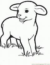 Coloring Getdrawings Lamb Easter Pages sketch template