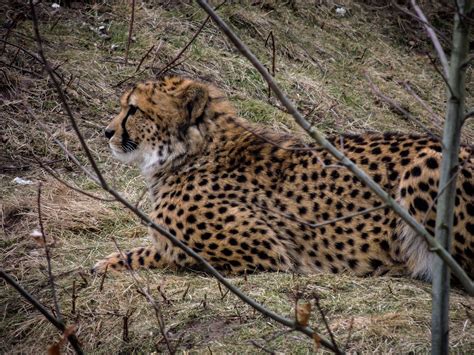 safaripark beekse bergen cheetah maik jansen flickr