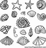 Shells Under Conchiglie Colorare Seashells Disegni Muscheln Mermaid Zeichnung Seashell Seascape Zeichnungen Einfache Dinge Fische Colorpagesformom Schelpen Stencils Graphicriver sketch template