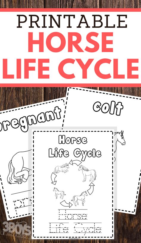 preschoolers horse life cycle coloring  handwriting worksheets