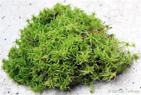 growing sphagnum moss