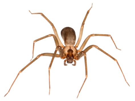 medically important spiders in nebraska the black widow and brown