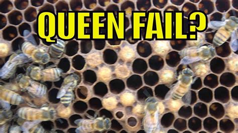 beekeeping queen fail drone layer laying workers youtube