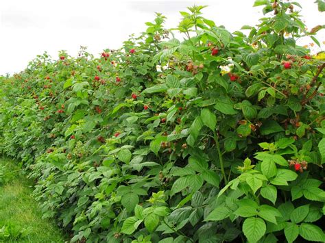 grow  care  wild raspberry bushes