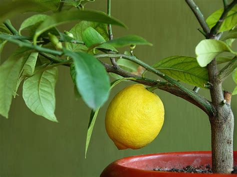 grow citrus plants indoors saga