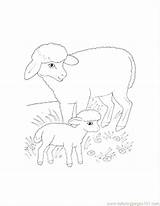 Lamb Coloring Lion Pages Outline Color Drawing Getcolorings Printable Getdrawings sketch template