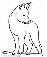 Dingo Colouring Mammals Dog Aboriginal Hubpages Dingoes Outline sketch template