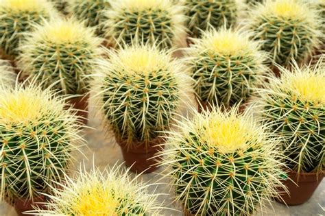 cactus plants  add   indoor collection