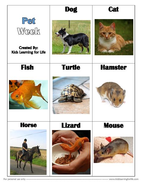 pet theme vocabulary