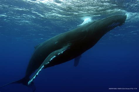 humpback whale songs provide insight  population