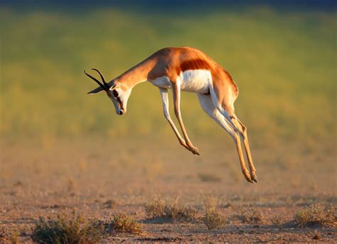springbok  national animal  south africa