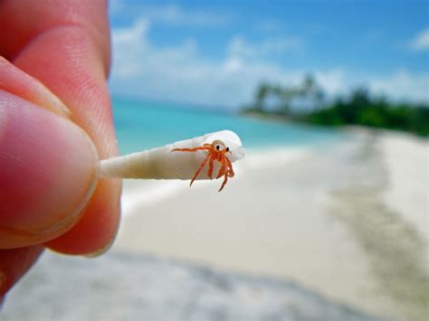 picture   day  tiny hermit crab close  twistedsifter