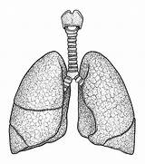 Lung Lungs Engraving Polmone Bronchi Polmoni Taglio Umana Incisione Vettore Inchiostro Anatomical Matita sketch template