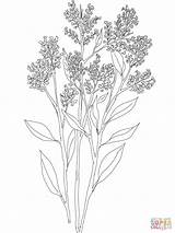 Breath Coloring Gypsophila Drawing Baby Babys Pages Flower Hyacinth Snapdragon Flowers Tattoo Printable Tattoos Supercoloring Drawings Getdrawings Print Plant Hyacinthus sketch template