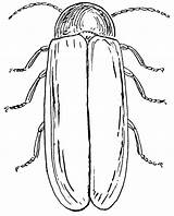 Escarabajos Dibujos Firefly Coloringhome Clipartmag sketch template