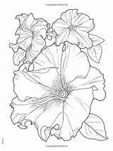 Coloring Haven Creative Amazon Pages Flower sketch template