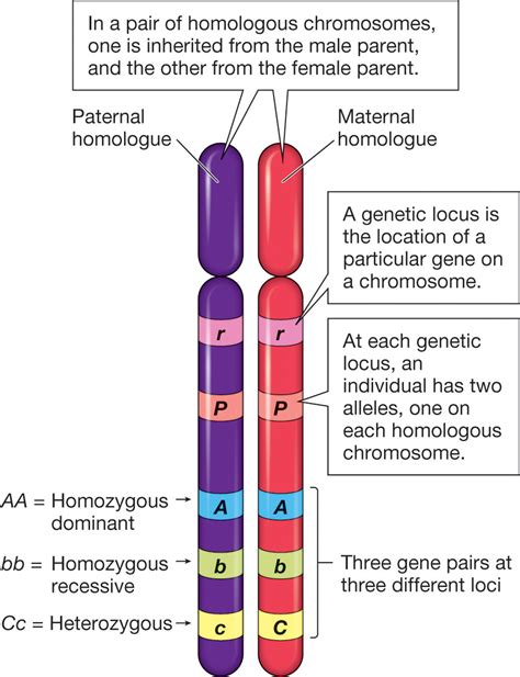 genetics   homologous chromosomes biology stack exchange