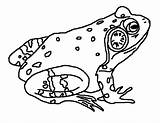Frog Bullfrog Designlooter sketch template