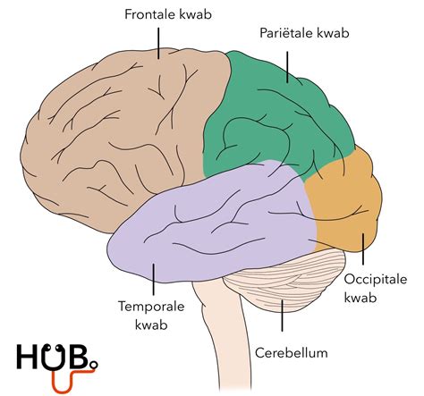 anatomie hersenen geneeskundehub