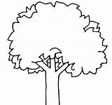 Tree Outline Oak Clip Clipart Use sketch template