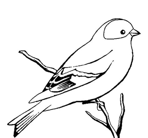 wild canary bird coloring pages  place  color bird coloring