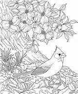 Cardinal Dogwood Bird Coloring Pages Flower Carolina Printable North State Red Cardinals Birds Blossom Flowers Drawing Cherry Tree Color Adult sketch template